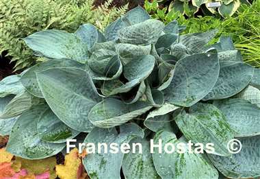 Hosta Above the Clouds